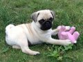 PUG MOPS YAVRULAR EV ÜRETİMİ 