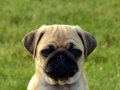 PUG MOPS YAVRULAR EV ÜRETİMİ 