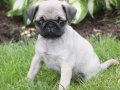 SEVİMLİ PUG MOPS YAVRULAR 