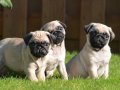SEVİMLİ PUG MOPS YAVRULAR 