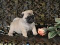 SEVİMLİ PUG MOPS YAVRULAR 