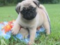 PUG MOPS YAVRULAR EV ÜRETİMİ 