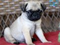 PUG MOPS YAVRULAR EV ÜRETİMİ 