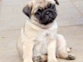 PUG MOPS YAVRULAR 