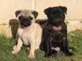 PUG MOPS YAVRULAR 