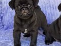 PUG MOPS YAVRULAR 