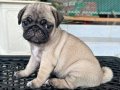 PUG MOPS YAVRULAR 