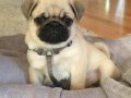 PUG MOPS YAVRULAR 