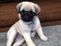 PUG MOPS YAVRULAR EV ÜRETİMİ 