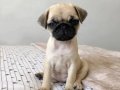 PUG MOPS YAVRULAR EV ÜRETİMİ 
