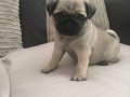 PUG MOPS YAVRULAR EV ÜRETİMİ 