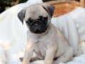 Pug mops CİNSLERİ 