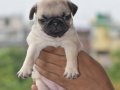 Pug mops CİNSLERİ 