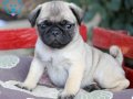Pug mops CİNSLERİ 