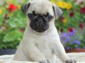 Pug mops yavrular ev ortamında 