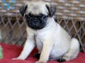 Pug mops yavrular ev ortamında 