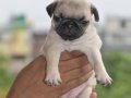 PUG MOPS YAVRULAR EV ÜRETİMİ 