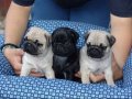PUG MOPS YAVRULAR EV ÜRETİMİ 
