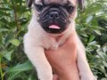 PUG MOPS YAVRULAR EV ÜRETİMİ 