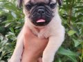 PUG MOPS YAVRULAR 