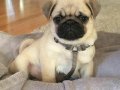 PUG MOPS YAVRULAR 