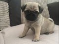 PUG MOPS YAVRULAR EV ÜRETİMİ 