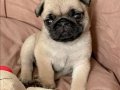 PUG MOPS YAVRULAR EV ÜRETİMİ 