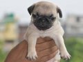 PUG MOPS YAVRULAR EV ÜRETİMİ 