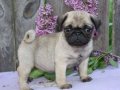 SEVİMLİ PUG MOPS YAVRULAR 