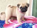 SEVİMLİ PUG MOPS YAVRULAR 