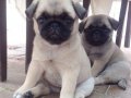 SEVİMLİ PUG MOPS YAVRULAR 