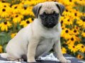 PUG CİNSİ YAVRULAR EVCİLBEBEKLER 