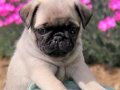 PUG CİNSİ YAVRULAR EVCİLBEBEKLER 
