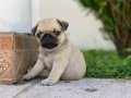 PUG CİNSİ YAVRULAR EVCİLBEBEKLER 