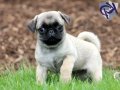 PUG MOPS YAVRULAR EV 