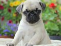 PUG MOPS YAVRULAR EV 