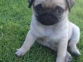 PUG MOPS YAVRULAR EV 