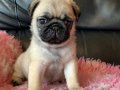 PUG MOPS YAVRULAR EV 