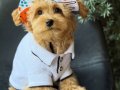 TOY POODLE SEVİMLİ YAVRULAR EV ÜRETİMİ 