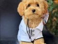 TOY POODLE SEVİMLİ YAVRULAR EV ÜRETİMİ 