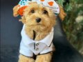 TOY POODLE SEVİMLİ YAVRULAR EV ÜRETİMİ 