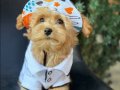 TOY POODLE SEVİMLİ YAVRULAR EV ÜRETİMİ 