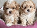 MALTİPOO CİNSİ YAVRULAR EV ÜRETİMİ 