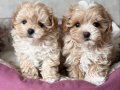 MALTİPOO CİNSİ YAVRULAR EV ÜRETİMİ 