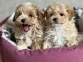 MALTİPOO CİNSİ YAVRULAR EV ÜRETİMİ 