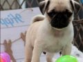 PUG MOPS YAVRULAR EV ÜRETİMİ 