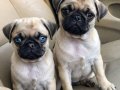 PUG MOPS YAVRULAR EV ÜRETİMİ 