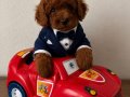 KIPKIRMIZI RED TOY POODLE 