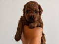 KIPKIRMIZI RED TOY POODLE 