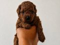 TOY POODLE SEVİMLİ YAVRULAR 
